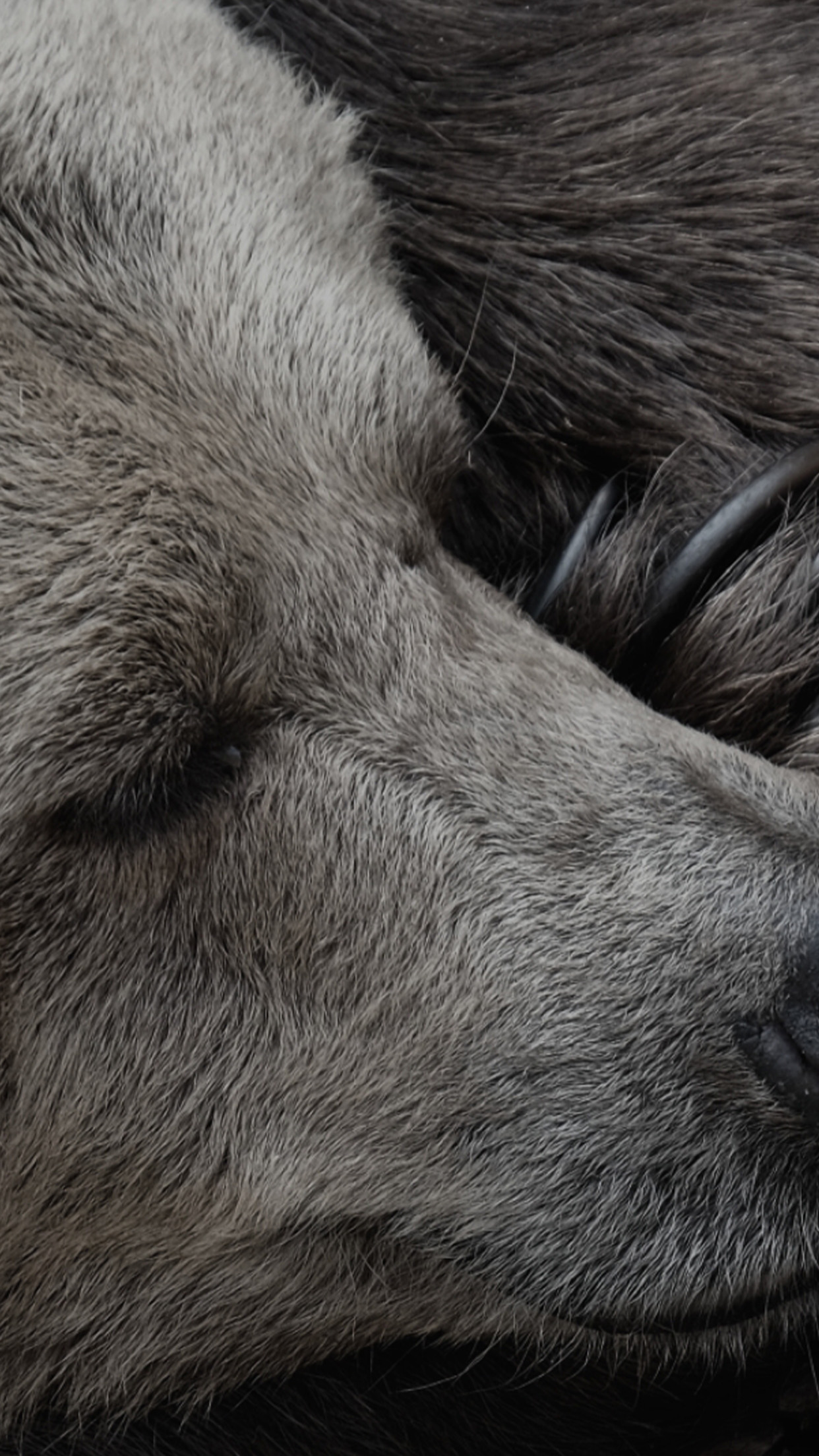 ジージー365は1年寝かせた十勝産じゃがいもを使用したフライドポテト