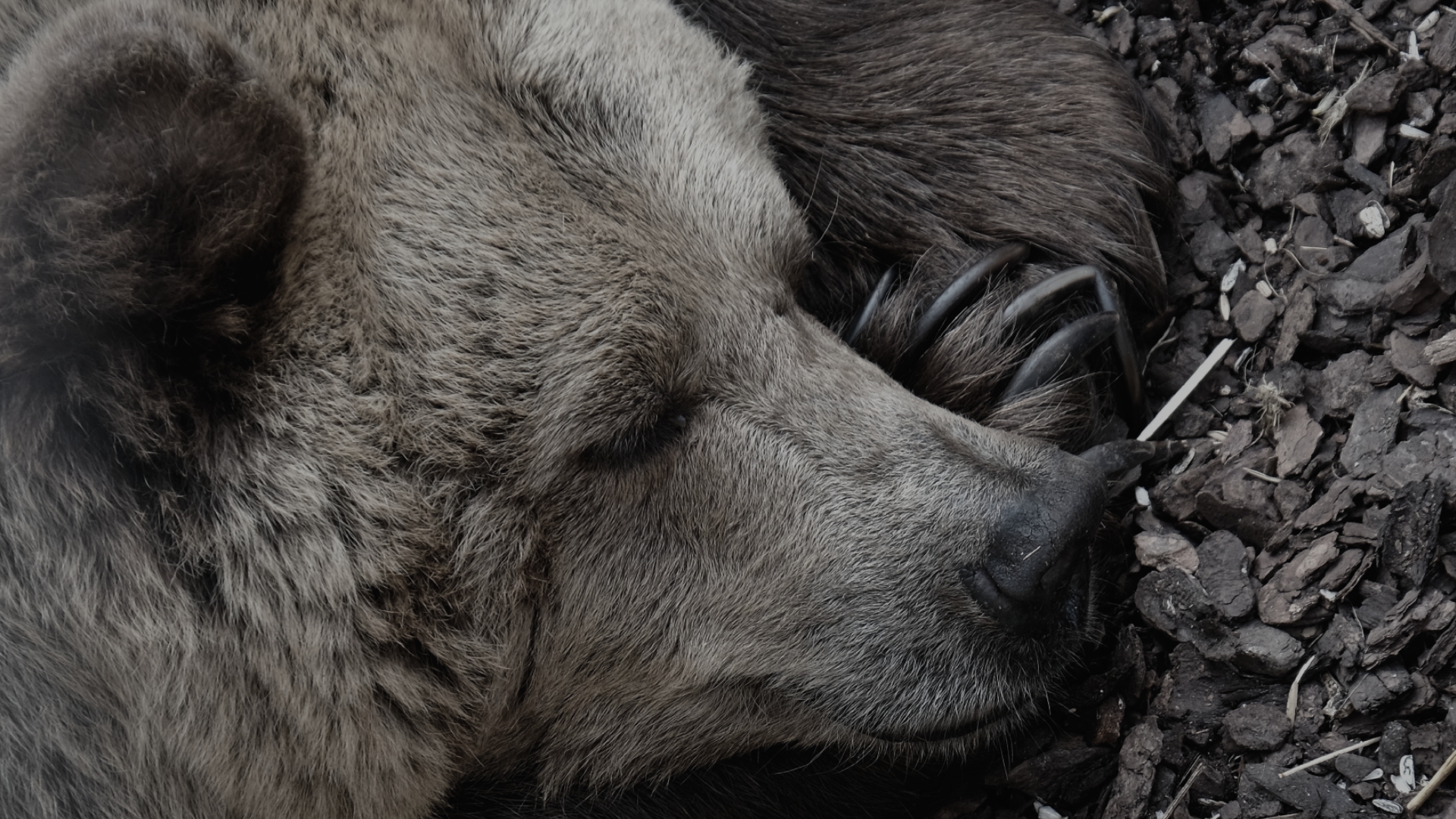 十勝産じゃがいもを1年寝かせて作ったエイジド（熟成）フライドポテト専門店